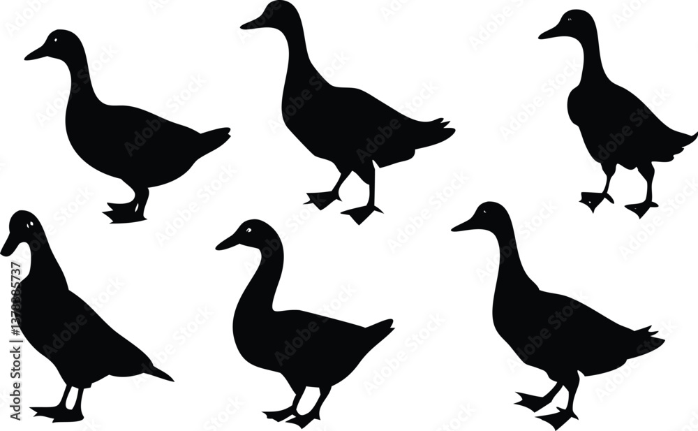 Fototapeta premium Ducks Silhouettes Standing Isolated on Transparent Background,