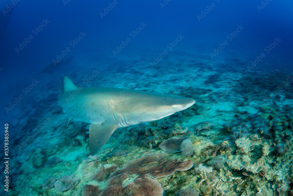 Fototapeta premium シロワニ 東京都 小笠原