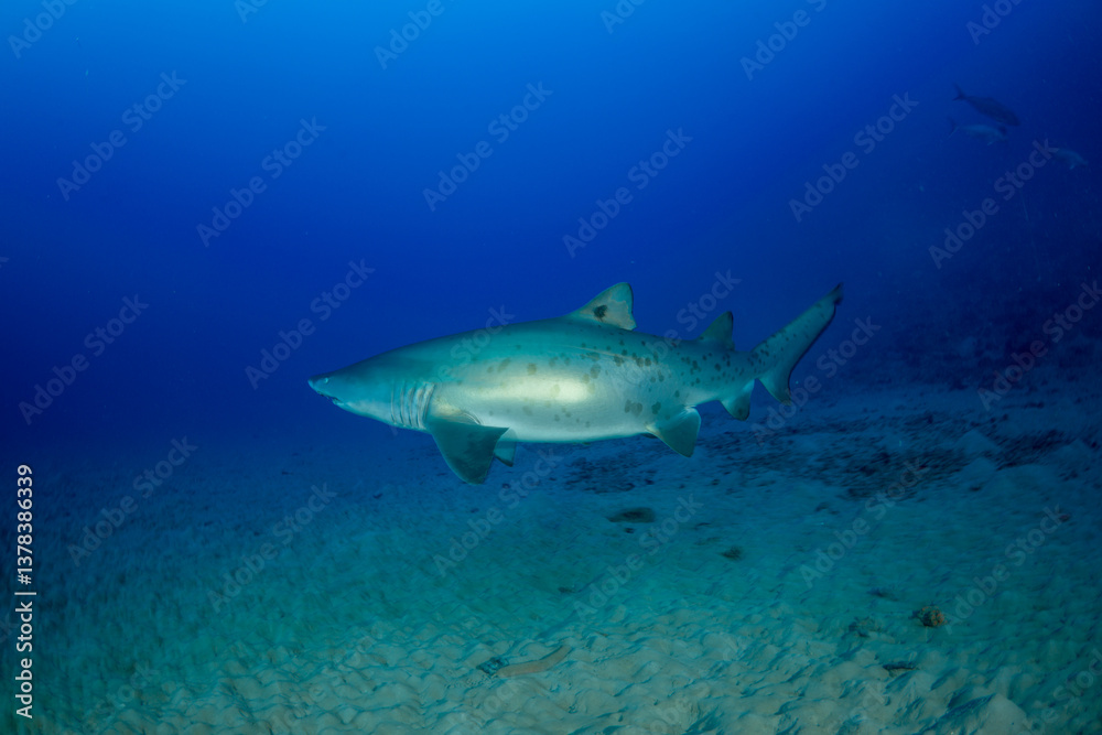 Fototapeta premium 沈船を泳ぐシロワニ 東京都 小笠原