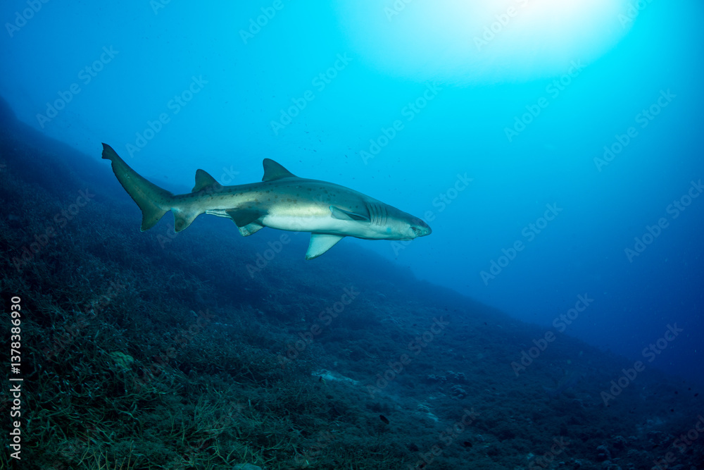 Naklejka premium シロワニ 東京都 小笠原