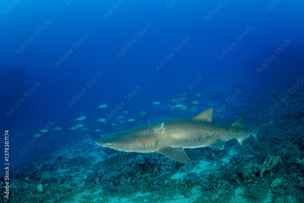 Fototapeta premium シロワニ 東京都 小笠原