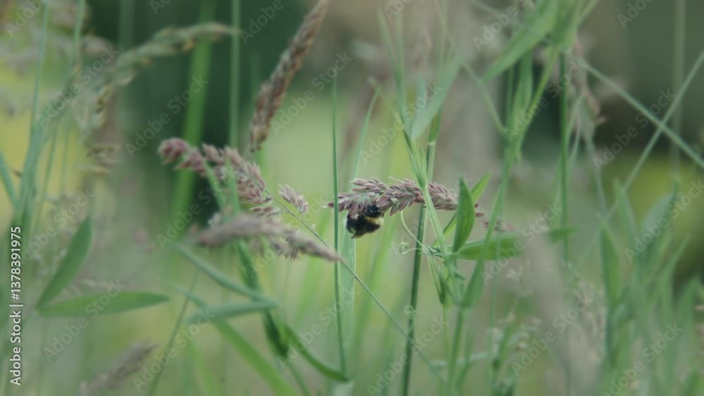 Bumblebee hanging upside down on long grass in field. Bumblebee hanging upside down on long grass in field.