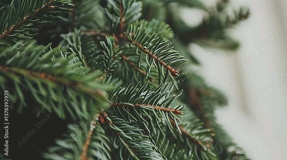 Detailed close up photograph of evergreen tree branches in focus Detailed close up photograph of evergreen tree branches in focus