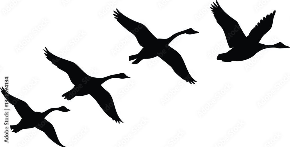 Fototapeta premium Flying Geese Silhouettes In Formation Against Transparent Background Bird Migration