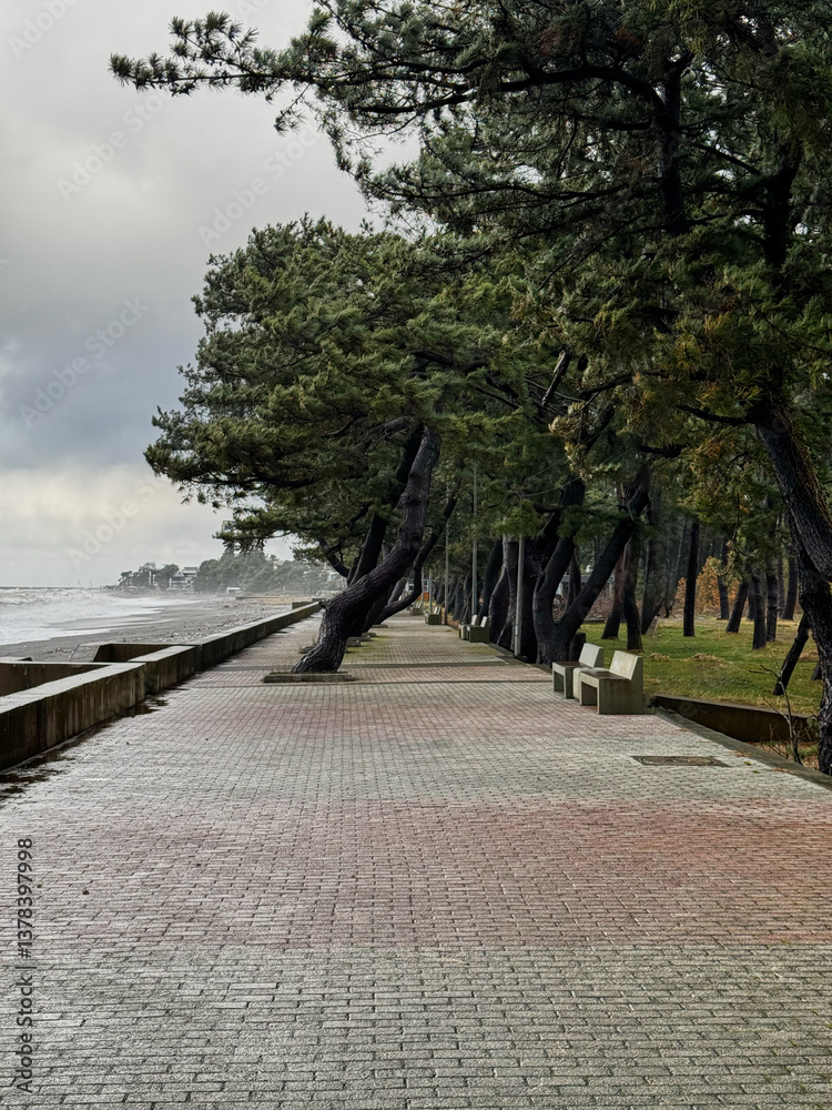 Coastal Pathway Lined with Leaning Pine Trees