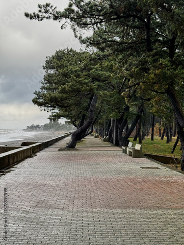 Obraz na płótnie Coastal Pathway Lined with Leaning Pine Trees w salonie