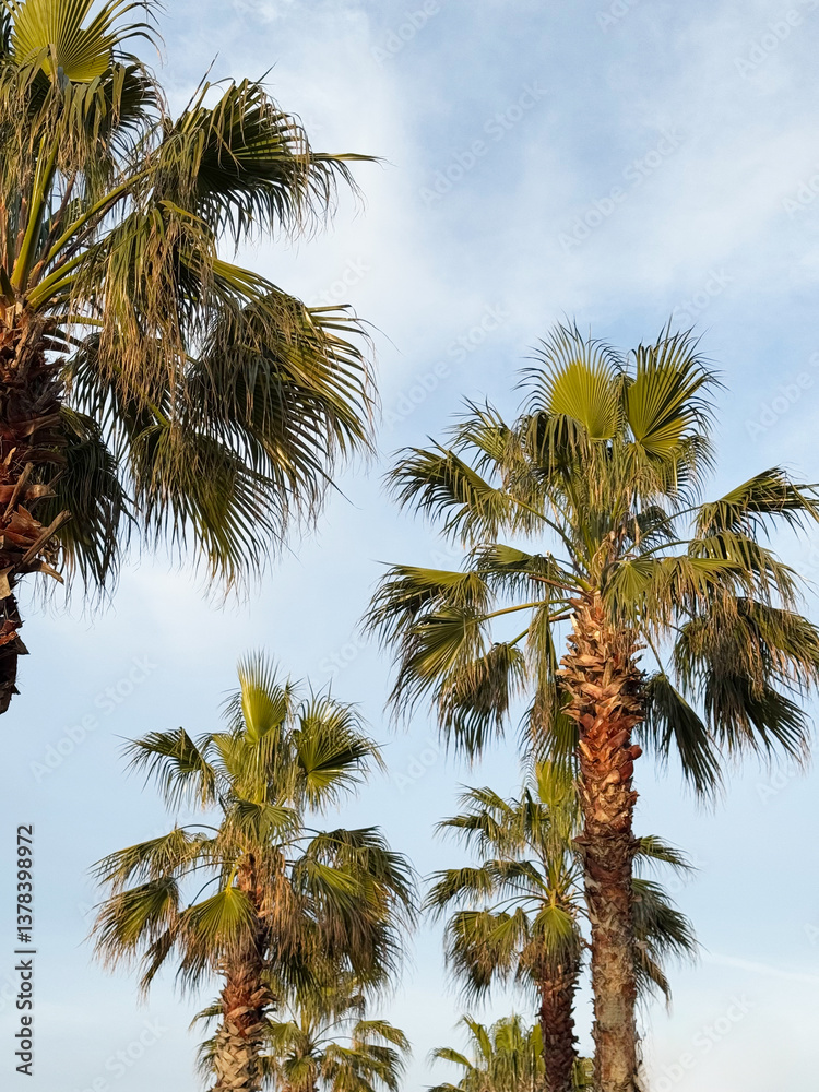 Cluster of palm trees against a clear blue sky