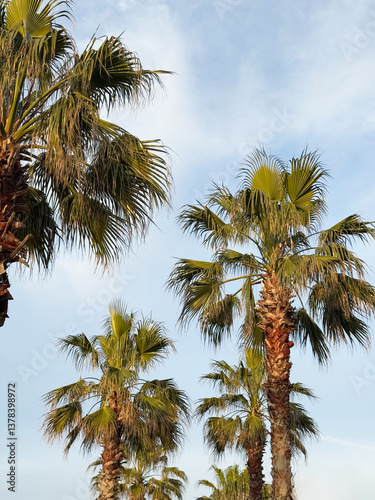 Obraz na płótnie Cluster of palm trees against a clear blue sky w salonie
