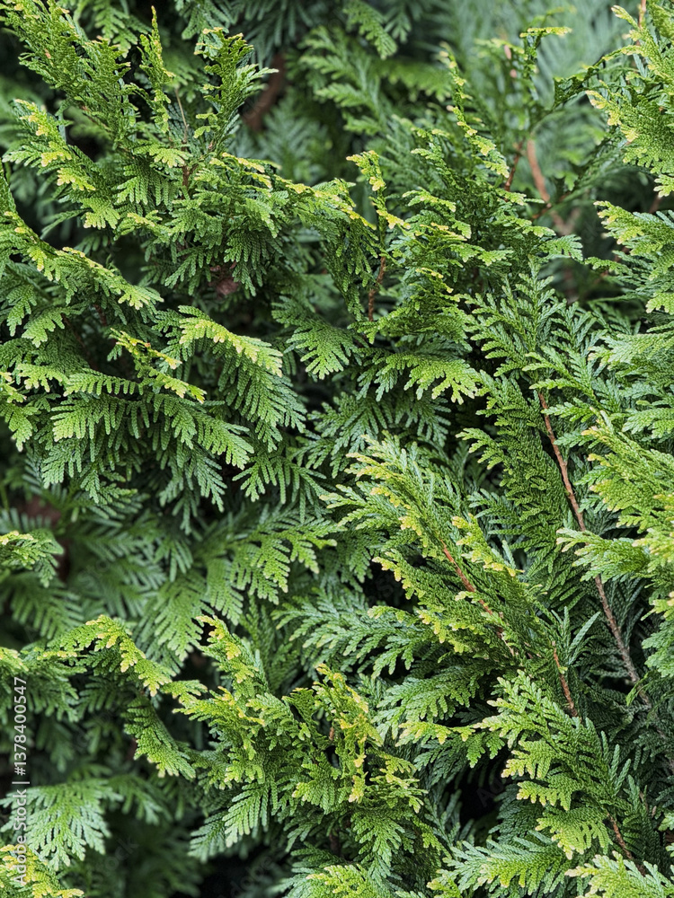 Lush Green Cedar Foliage with Detailed Leaves