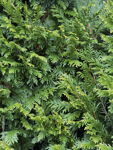 Obraz na płótnie Lush Green Cedar Foliage with Detailed Leaves w salonie
