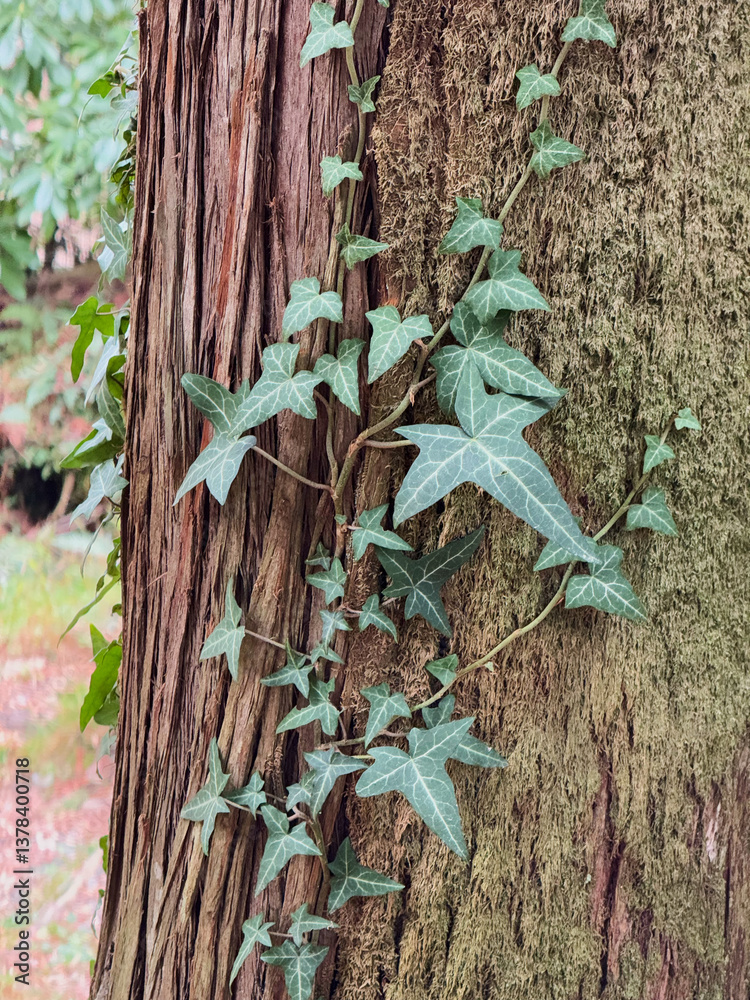 Ivy Vines Climbing a Mossy Tree Trunk