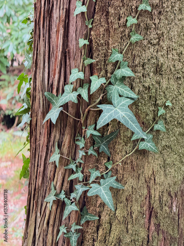 Ivy Vines Climbing a Mossy Tree Trunk