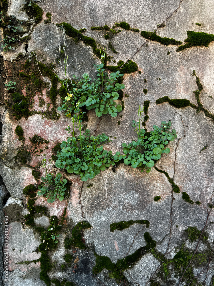 Moss and Small Plants Growing on a Cracked Wall