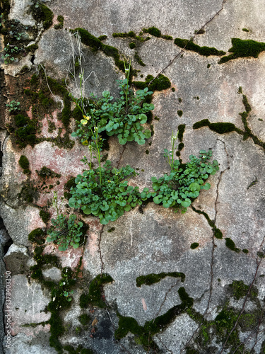 Moss and Small Plants Growing on a Cracked Wall