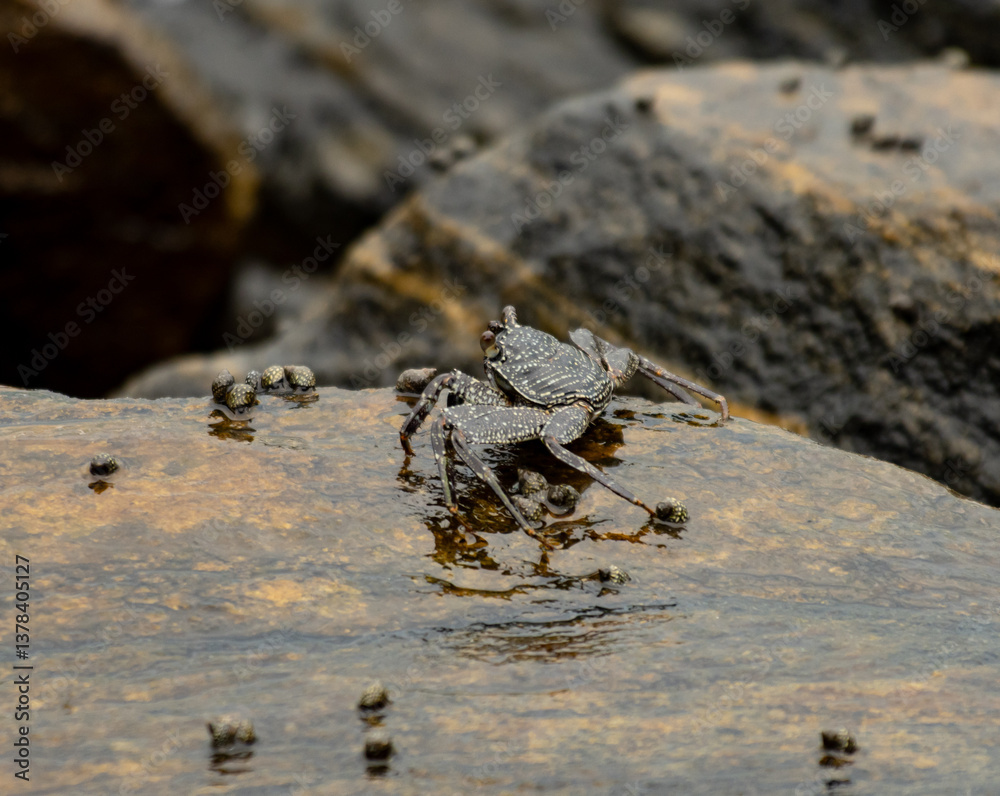 Fototapeta premium A crab is standing on a rock in the water