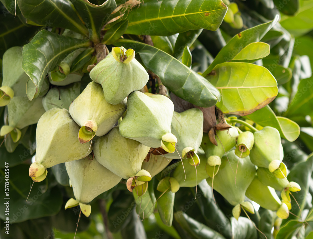 Obraz premium A bunch of green fruits hanging from a tree