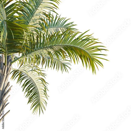 Syagrus schizophylla tree corner 4k png cutout transparent isolate photo