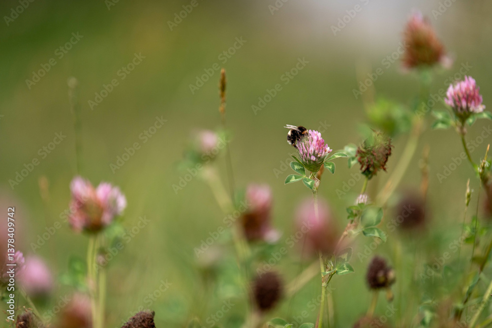 cow pasture grass clover growing on a farm in australia cow pasture grass clover growing on a farm in australia