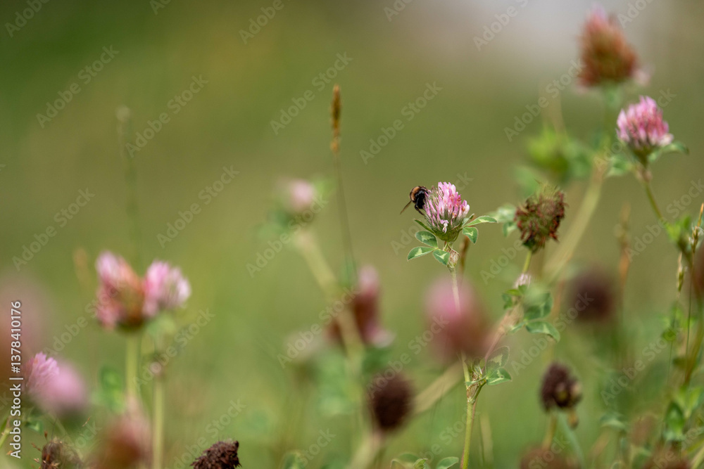 cow pasture grass clover growing on a farm in australia