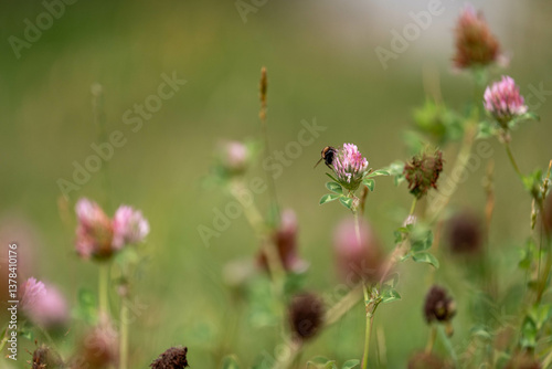 Obraz na płótnie cow pasture grass clover growing on a farm in australia w salonie