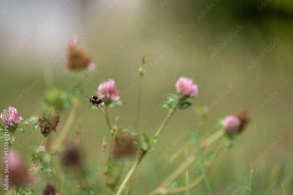 cow pasture grass clover growing on a farm in australia
