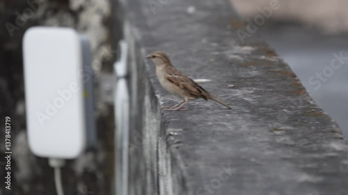 A house sparrow perched on a concrete ledge	
