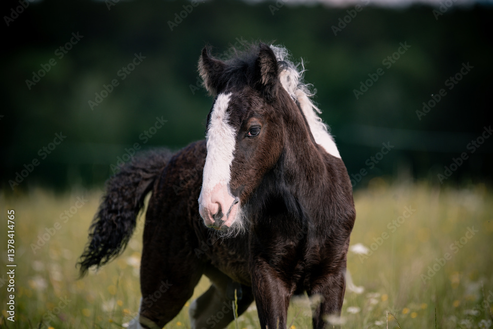 Fototapeta premium Tinkerfohlen