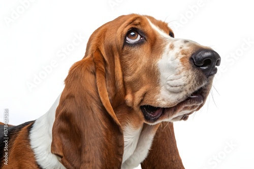 A cute brown and white beagle pup, a portrait of a sad-eyed hound