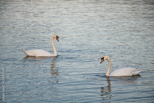 Fototapeta Naklejka Na Ścianę i Meble -  Two swans swim towards each other on a pond