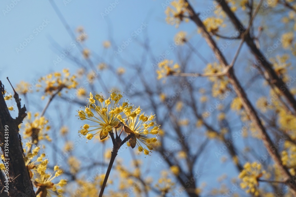 Spring has come. Leaves are blooming and yellow flowers are on the trees. Spring has come. Leaves are blooming and yellow flowers are on the trees.