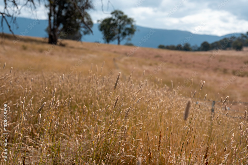 lush summer grassland Pasture crop of phalaris grass seedhead on a farm in Australia