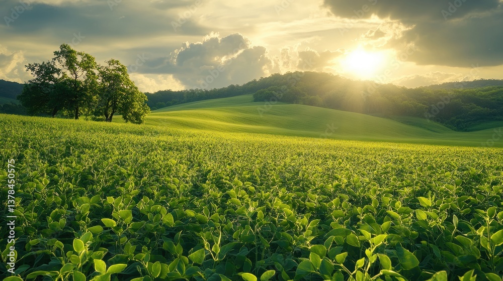 organic green agriculture plantation of soybean field at farm.