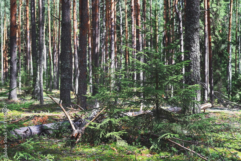 Obraz premium Forest still life with pine trees and tree trunks