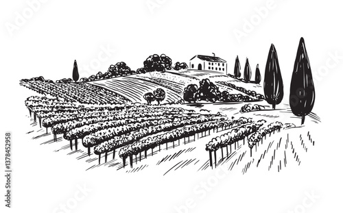 Vineyard landscape on white, hand drawn 
