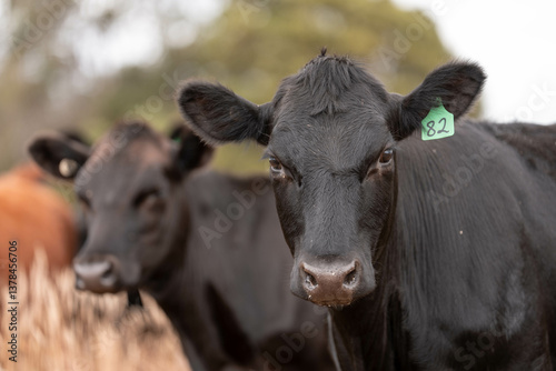 herd of cows eating grass on a farm in a field, restoring landscape and using sustainable farming