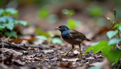A small brown bird with a dark blue head walks on the forest floor amidst green leaves and fallen foliage, showcasing its natural habitat.