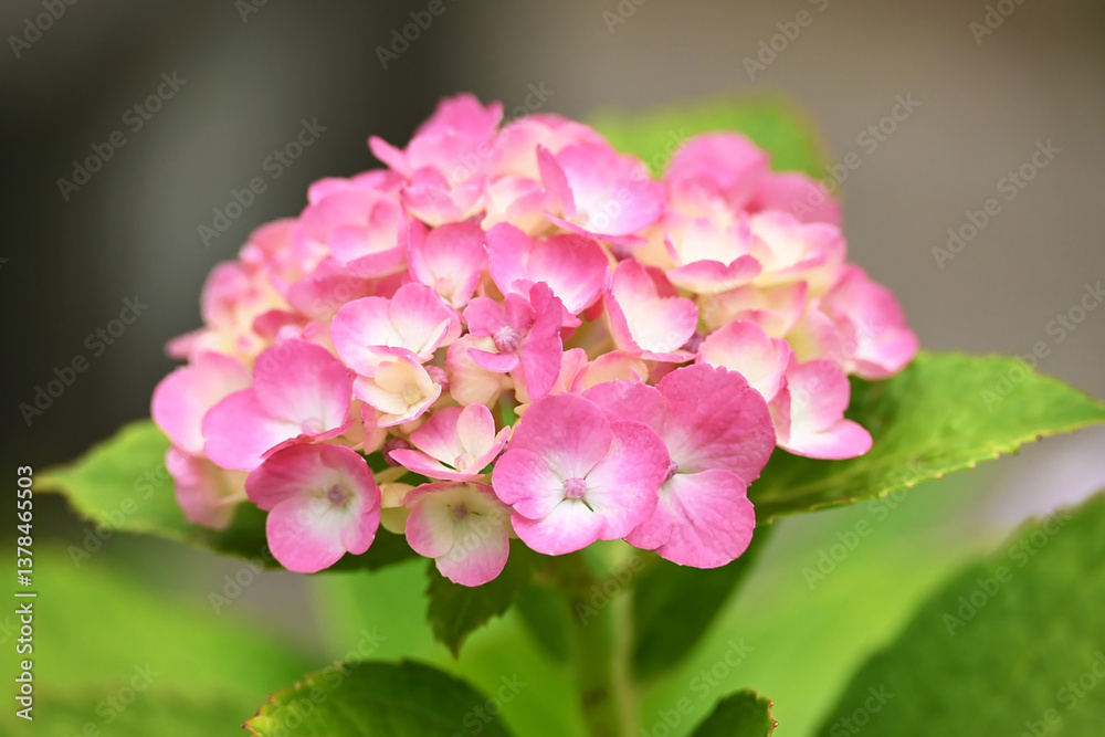 ピンクの紫陽花