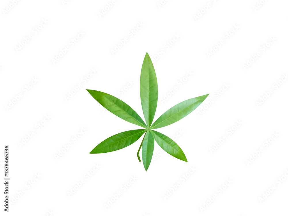 sterculia foetida or wild almond green leaves isolated on white background sterculia foetida or wild almond green leaves isolated on white background