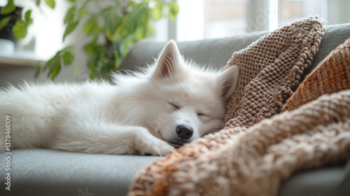 Sleepy Samoyed Dog Lounging Comfortably on Sofa with Cozy Blanket