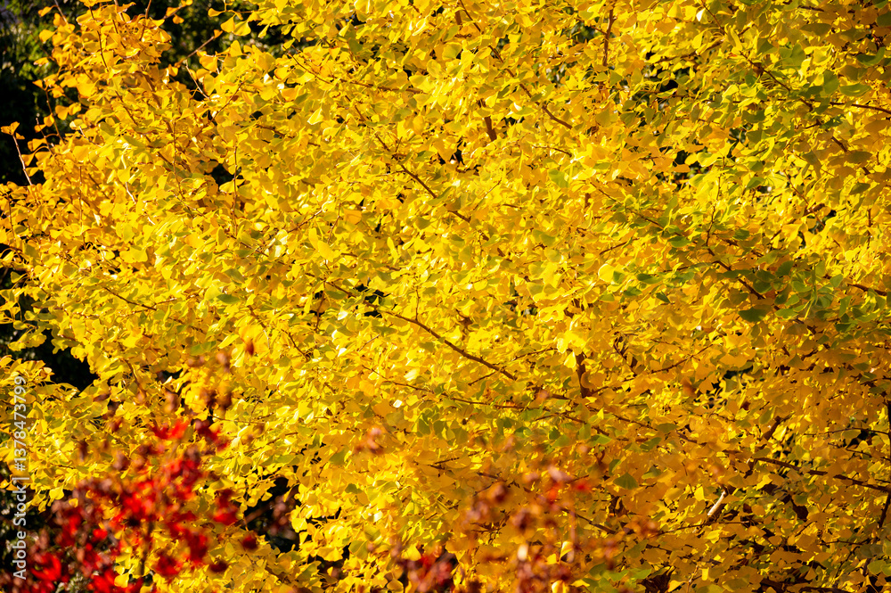 the autumn colors of yellow ginkgo tree in outdoor background