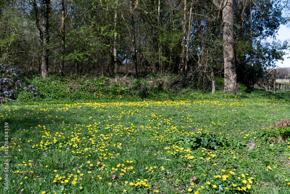 Obraz premium buttercups growing in the grass