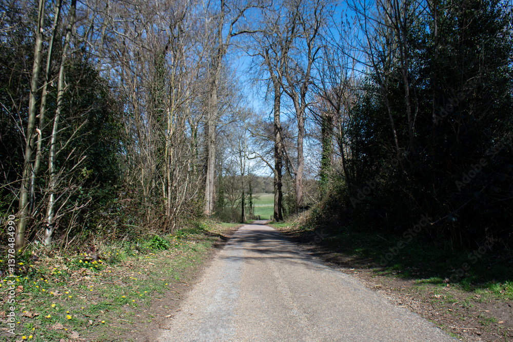 Tree line walking path on a sunny winter day. No snow Tree line walking path on a sunny winter day. No snow