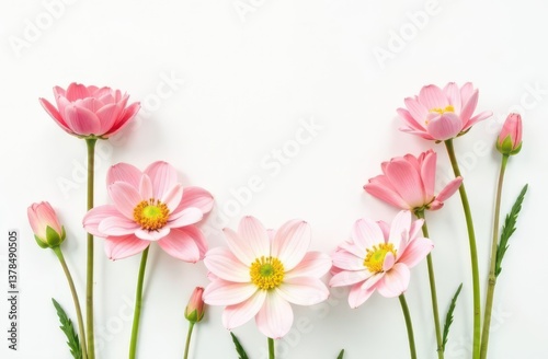 Vibrant Spring Flowers on Minimalist White Background