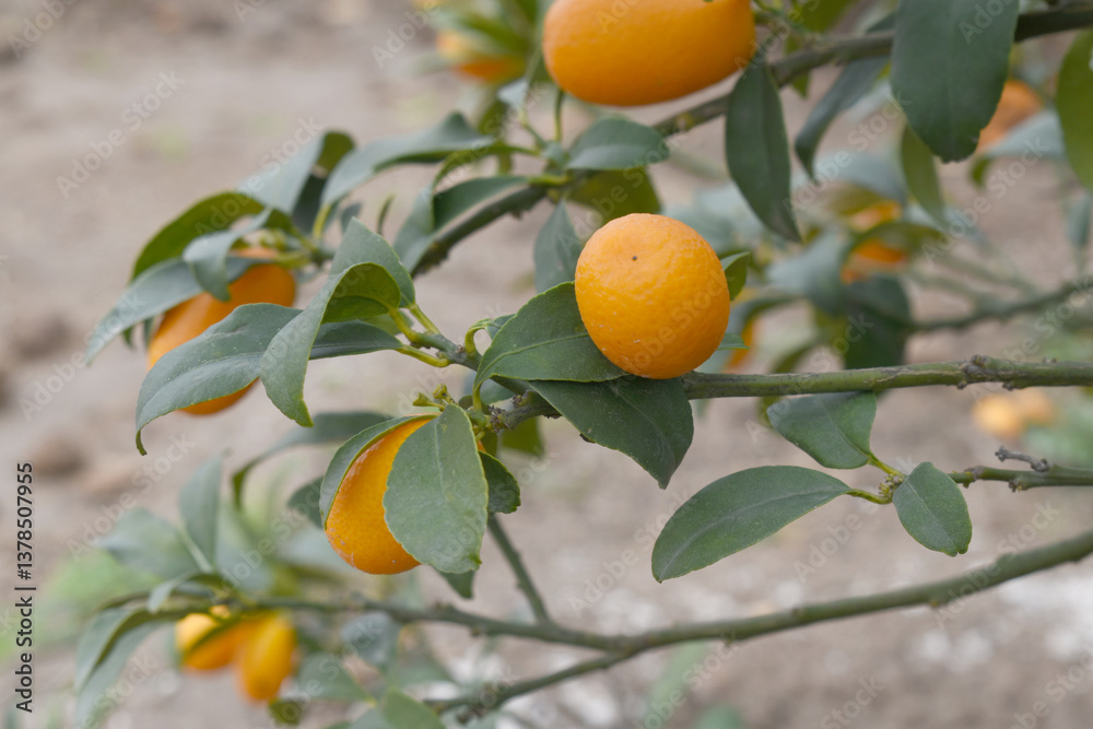 ripe small little oranges on tree in garden, close-up of a beautiful orange tree with green oranges, fruit hanging on a plant in garden, Close-up of small little ripe oranges hanging on a tree closeup ripe small little oranges on tree in garden, close-up of a beautiful orange tree with green oranges, fruit hanging on a plant in garden, Close-up of small little ripe oranges hanging on a tree closeup