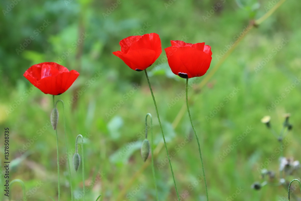 Obraz premium red field poppies in the city park