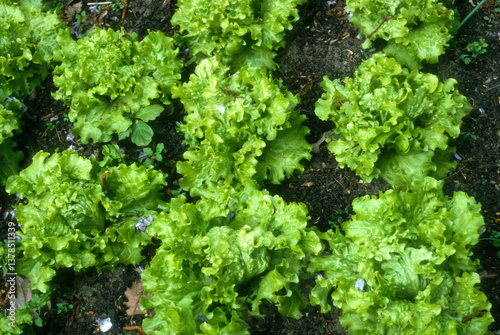 Fototapeta Naklejka Na Ścianę i Meble -  laitue, batavia, Laitue Green Ice,  latuca sativa