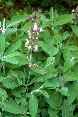 Fototapeta Naklejka Na Ścianę i Meble -  Sauge officinale, salvia officinalis