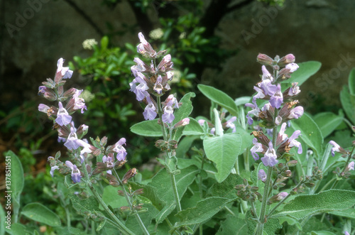 Fototapeta Naklejka Na Ścianę i Meble -  Sauge officinale, salvia officinalis