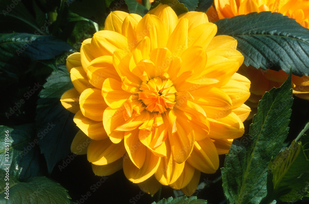 Obraz premium Dahlia Décoratif 'Odyssée'