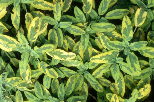 Fototapeta Naklejka Na Ścianę i Meble -  Sauge, salvia icterina